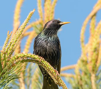 Скворец на молодой веточке сосны