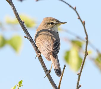 Северная бормотушка в природной рамке