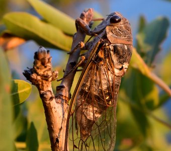 Крымская муха