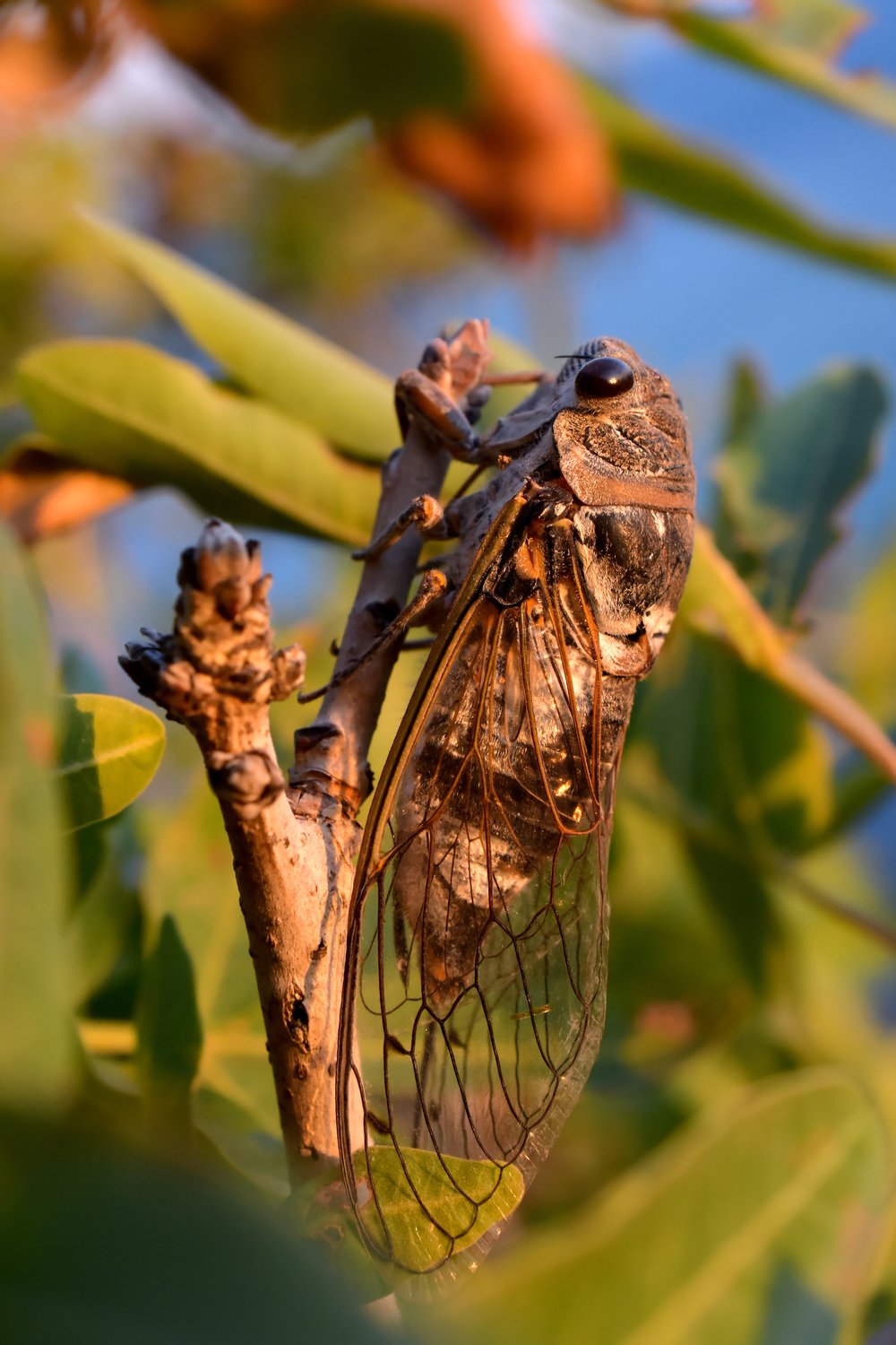 Крымская муха