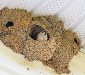 Полевой воробей отдыхает в ласточкином гнезде