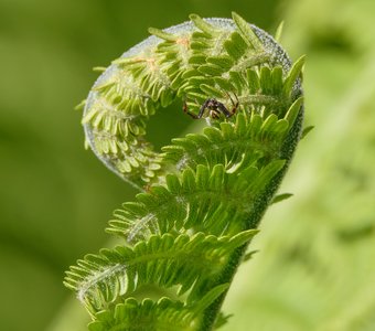 Малюсенький паучок на папоротнике