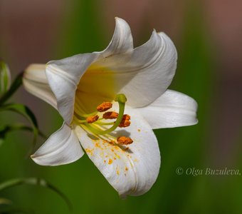 Белая лилия