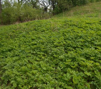 Зеленая лужайка