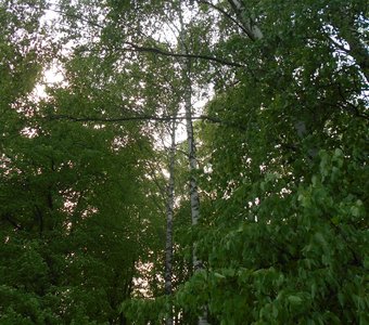 Зеленые березы