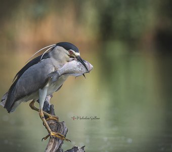 На зависть рыбакам.