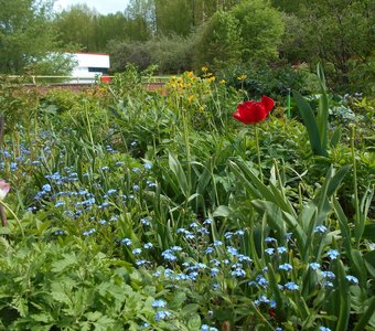 Городские цветы