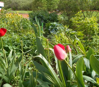 Тюльпаны