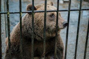 Активисты из Сухума требуют освободить медведя из клетки отеля – в него бросают камни