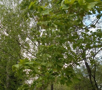 Летняя зелень