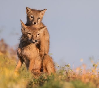 Ушастый балласт