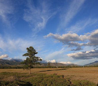 Лиственница и облака