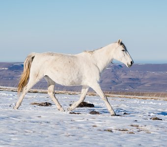 Первый снег