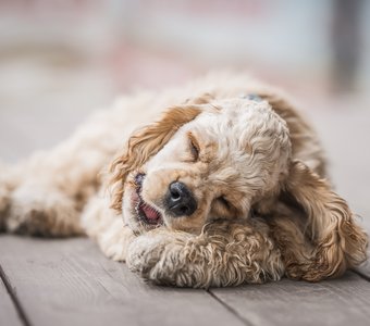 Смешной анекдот