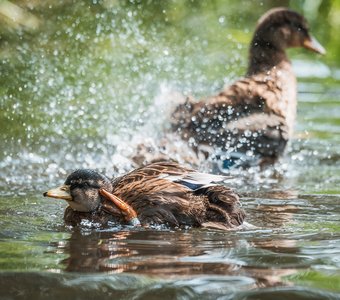 Докладываю, приказ выполнен!