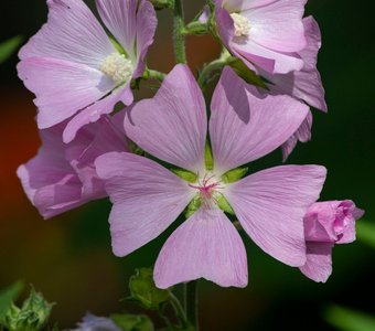 Хатьма тюрингенская