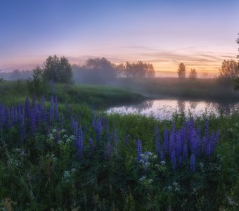 Люпиновые сумерки