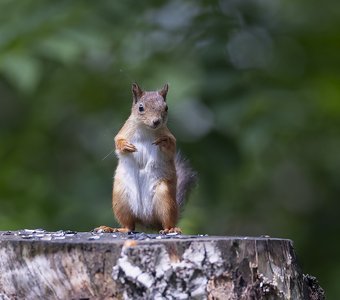 Белка в режиме разведки