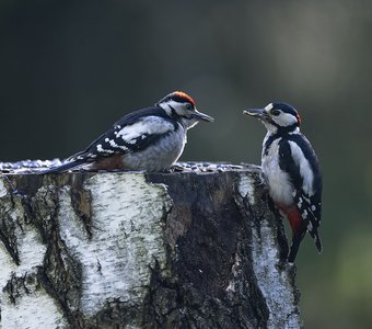Семейные заботы