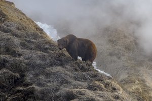 Медведь атаковал туристку на Камчатке: она попала в реанимацию