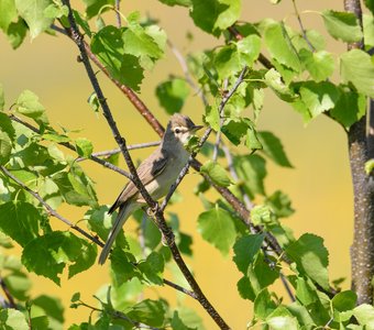 Северная бормотушка