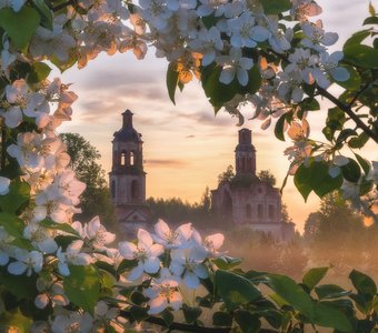 В Пантыле яблони цветут II