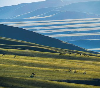 Утренний выпас