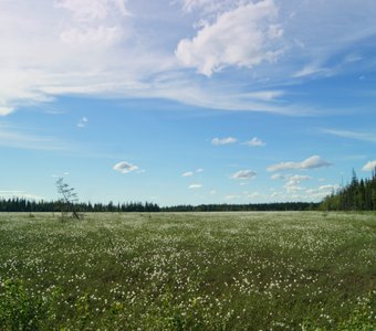 Пуховки пушицы
