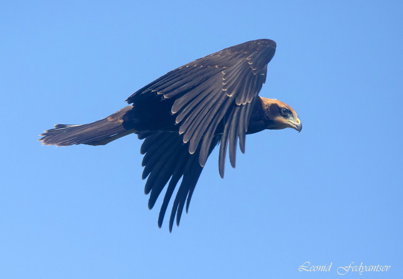 Луниха на охоте