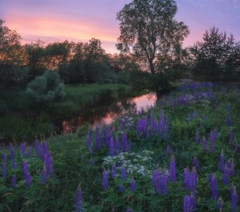 Люпиновый берег небольшой речки