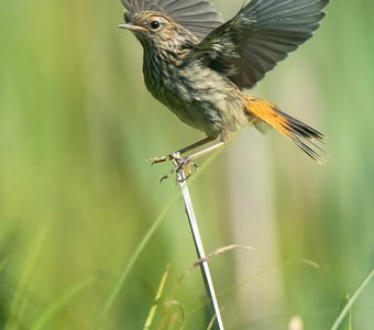 Птичье детство: слёток варакушки