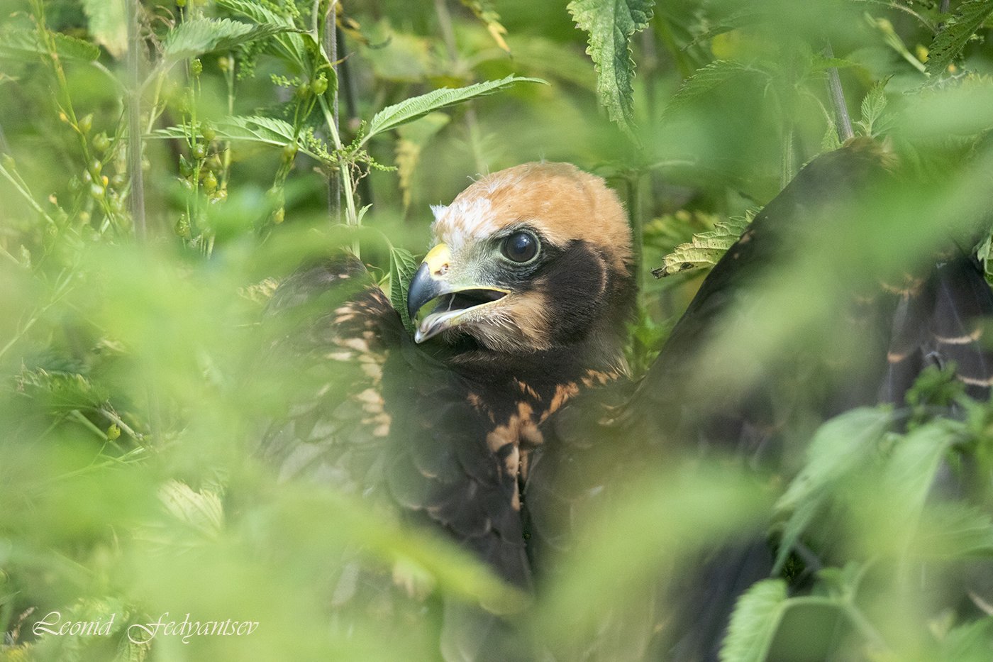 Птичье детство: слёток Луня болотного