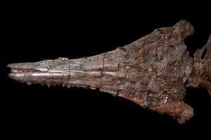 Впервые обнаружены мягкие ткани гигантского ихтиозавра