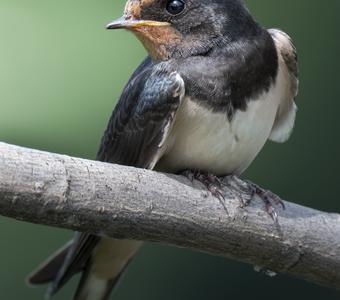 Деревенская ласточка (Hirundo rustica)