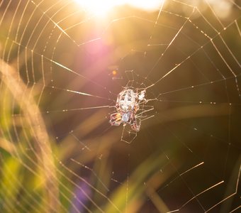 Солнечный паучок