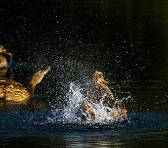Полоскание одежды.