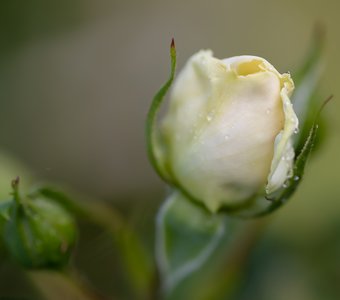 Бутон белой розы