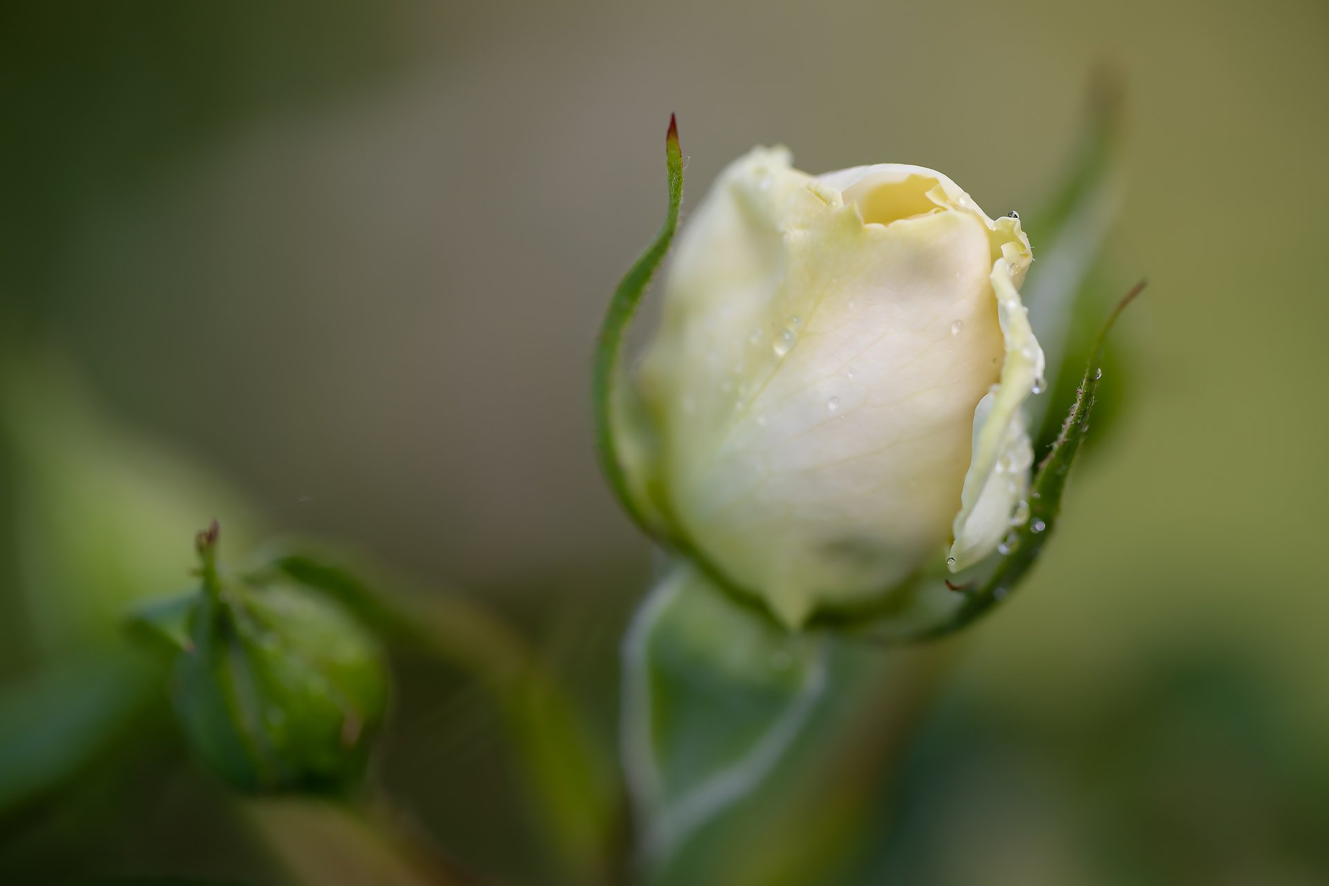 Бутон белой розы