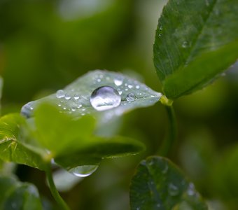 Капля дождя