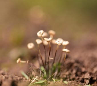 Семейка грибов негниючников