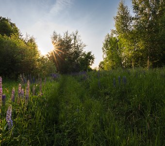 Вечерний свет в поле