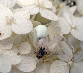 Смертельное танго