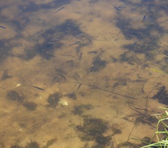 Рыбки в озере