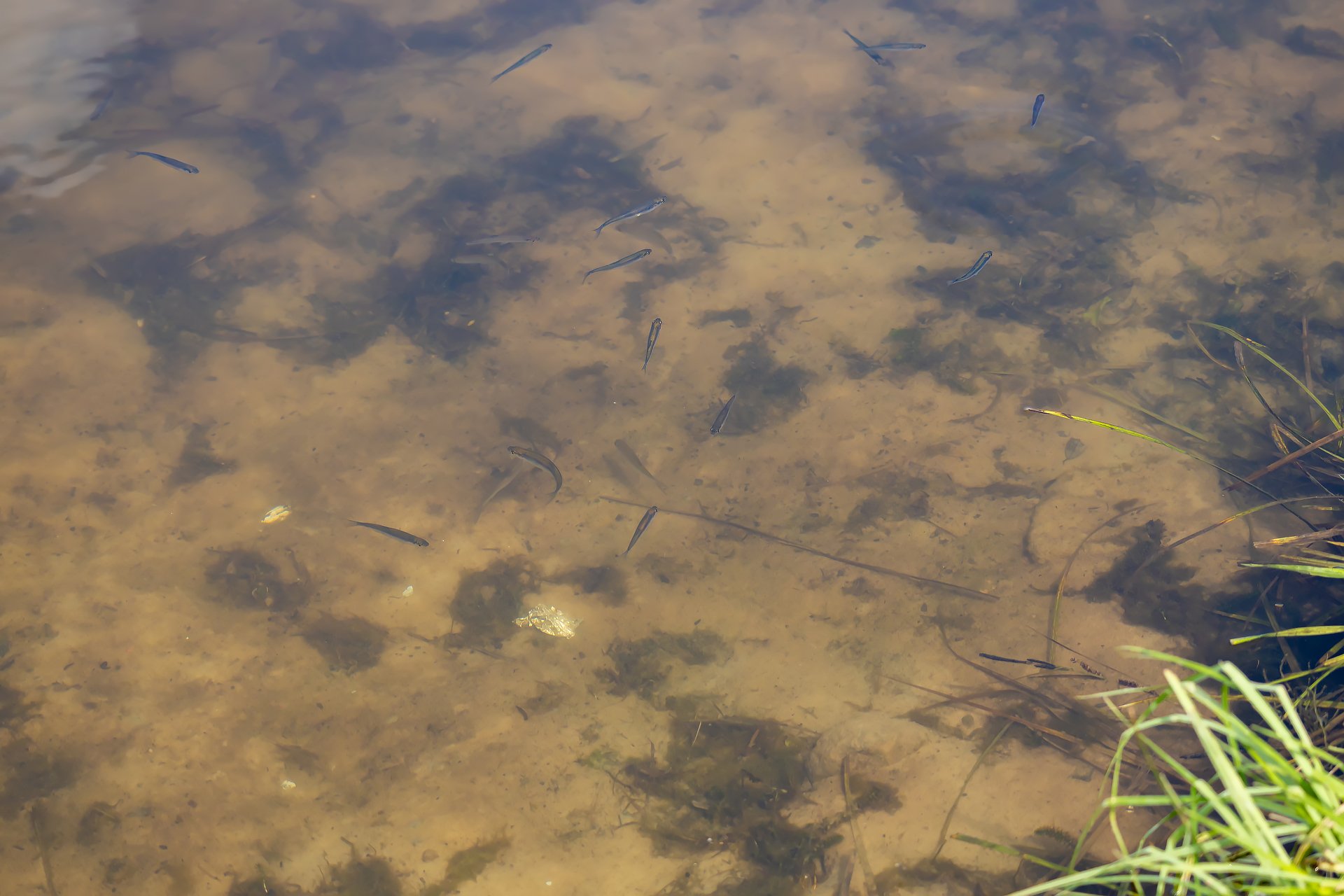 Рыбки в озере