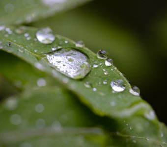 Капли после дождя