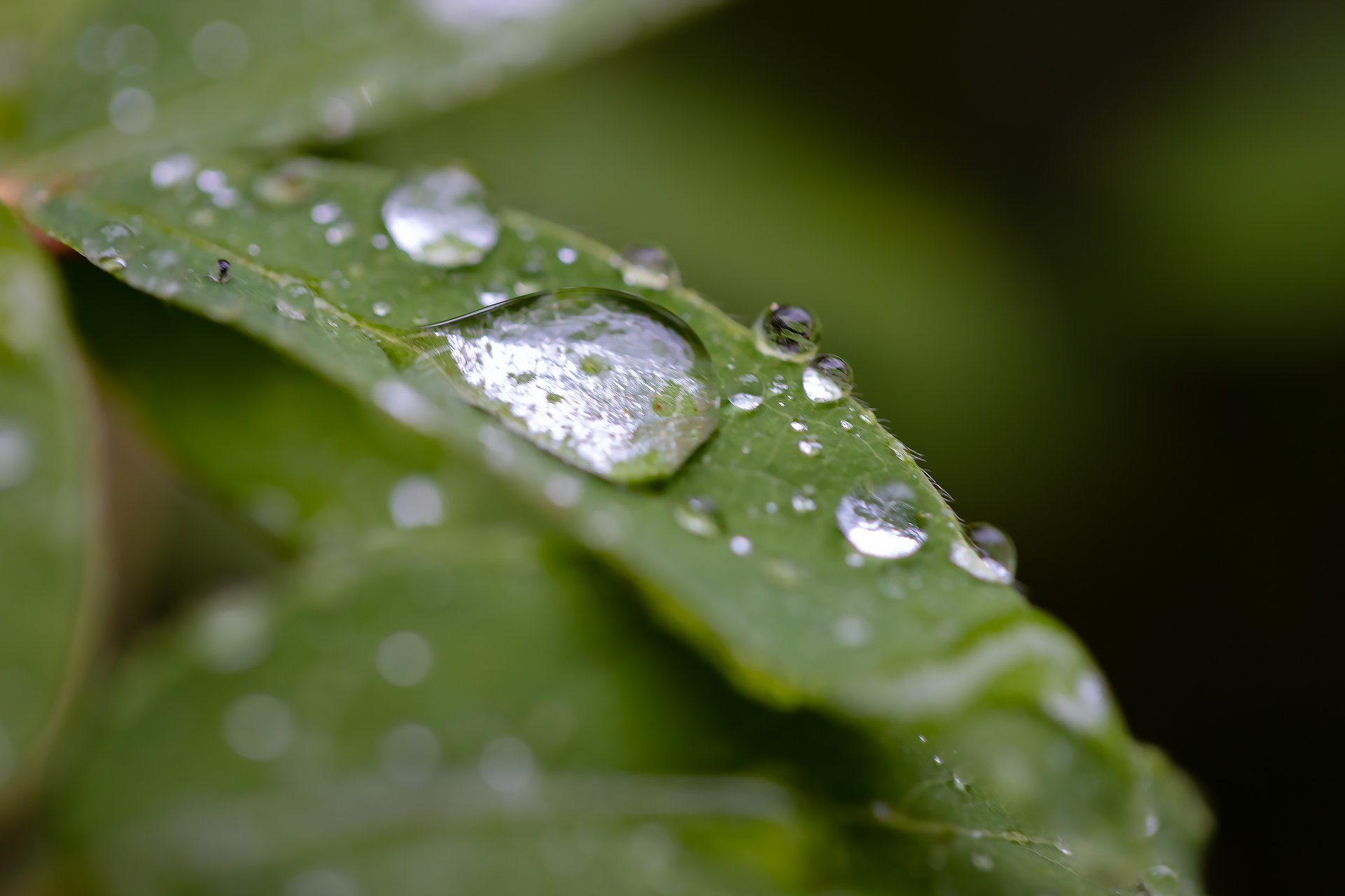 Капли после дождя