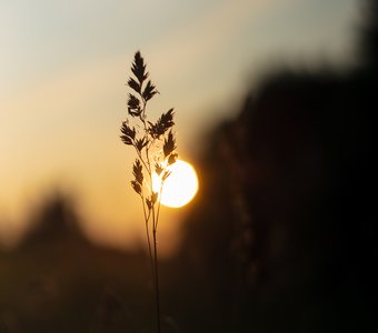 Солнце и травинка