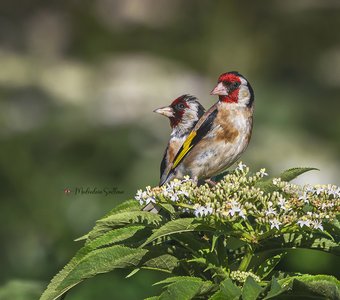 В огороде бузина