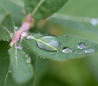 Капля на листке жимолости