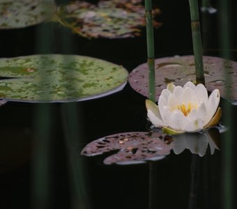 После дождя